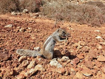 View of squirrel on rock