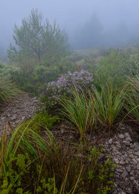 Purple flowering plants on land against sky
