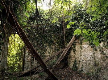 Trees growing in forest