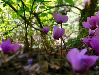 Close-up of pink flowers blooming outdoors