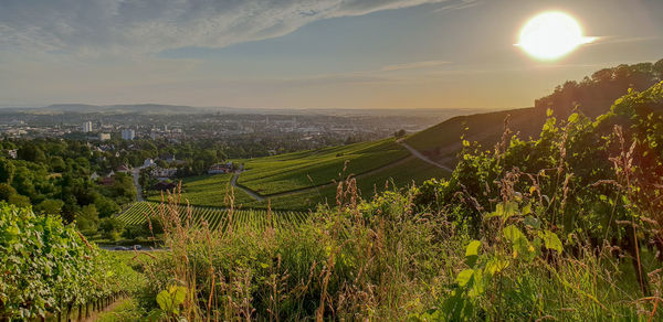 Scenic view of agricultural field against sky during sunset