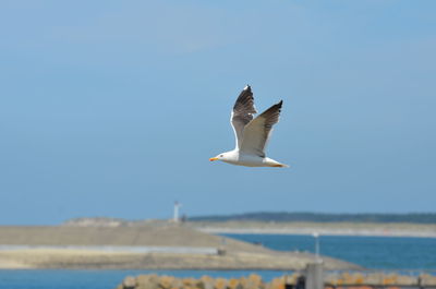Seagull flying over sea against sky
