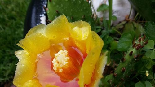 Close-up of yellow rose blooming outdoors