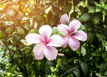 Close-up of pink flowering plant