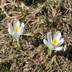 crocus