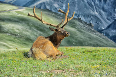 View of deer on field