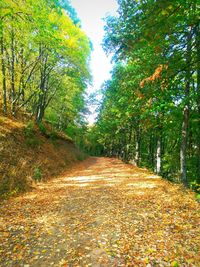 Footpath amidst autumn trees in forest