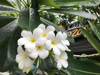 Close-up of wet white flowers blooming outdoors