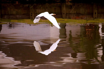 White bird flying over lake