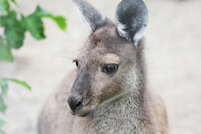 Kangaroo portrait