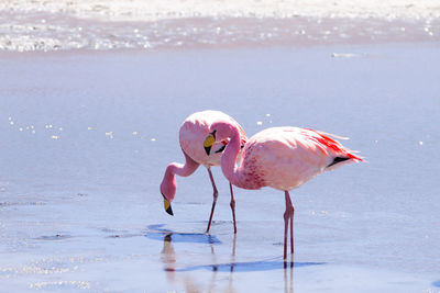 Flamingo in lake