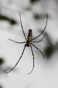 Close-up of spider on web