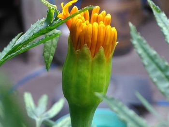 Close-up of yellow flower