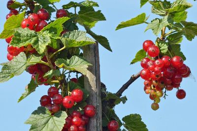 Low angle view of red berries growing on tree