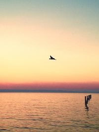 Silhouette of bird flying over sea