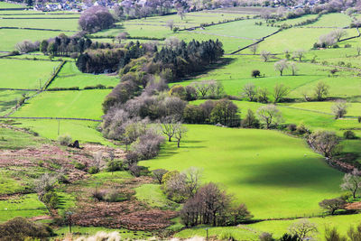 High angle view of trees on field