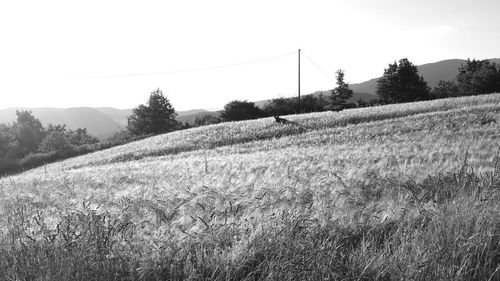 Scenic view of field against clear sky