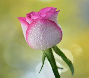 Close-up of wet pink flower