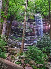 Stream flowing through forest