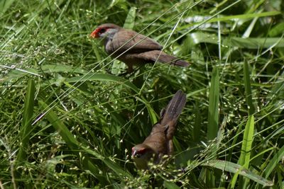 Bird perching on a field