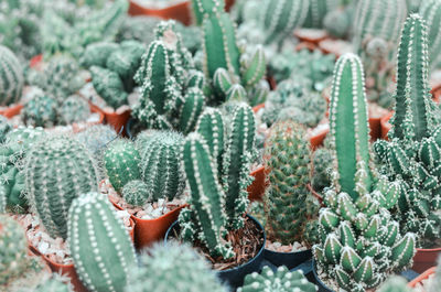 Close-up of succulent plant