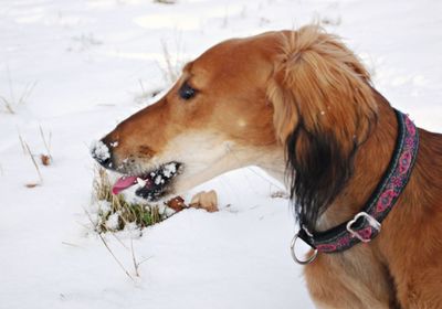 Close-up of dog in snow