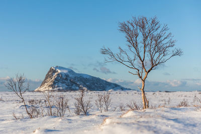 Bare tree on field against clear sky