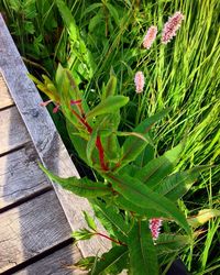 High angle view of plant