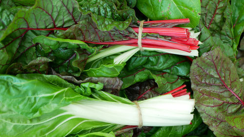 Close-up of green leaves