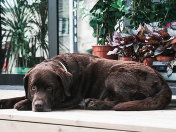 An adult chocolate labrador lying on the porch outdoor