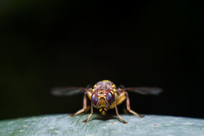 Close-up of spider on black background