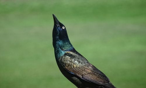 Close-up of bird