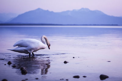 Swan on a lake