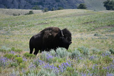 Yellowstone bison in a field