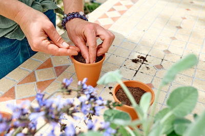 Woman sowing medicinal or aromatic herbs in clay pot on balcony. home planting and food growing. 