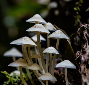 Close-up of mushrooms growing on land