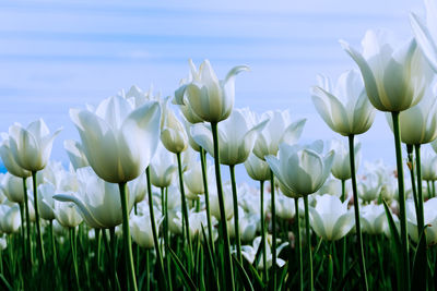 Close-up of white tulips on field