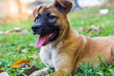 Dog looking away on field