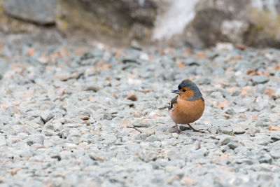 Close-up of bird perching on ground