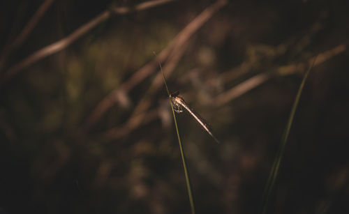 Close-up of insect on grass