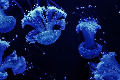 Close-up of jellyfish swimming in sea