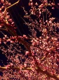 Close-up of cherry blossom tree