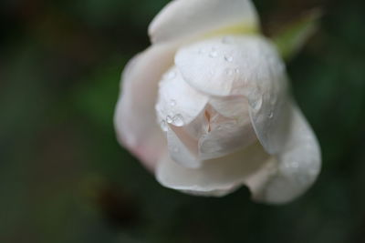 Close-up of wet white rose flower