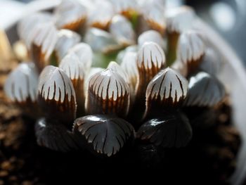 Close-up of shells