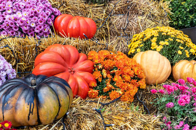 High angle view of pumpkins for sale