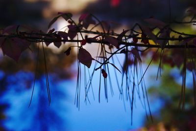 Close-up of dry leaves hanging on branch