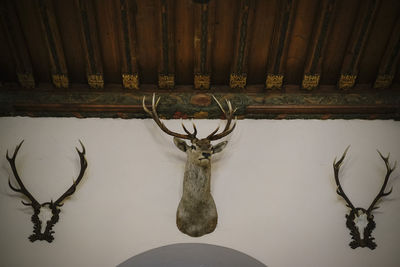 View of deer hanging against wall