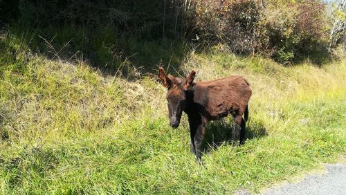 Horse on field