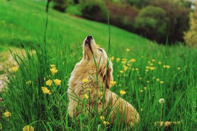 View of a dog on field