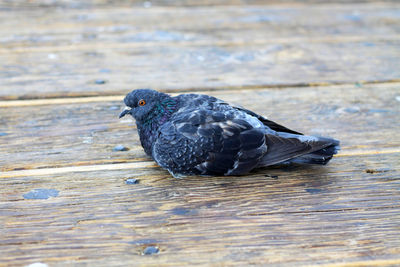 Close-up of bird perching on water